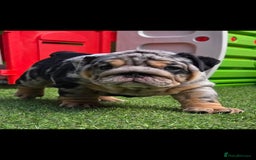 English Bulldog dogs for sale: Exceptional English Bulldog Puppies - Image 4