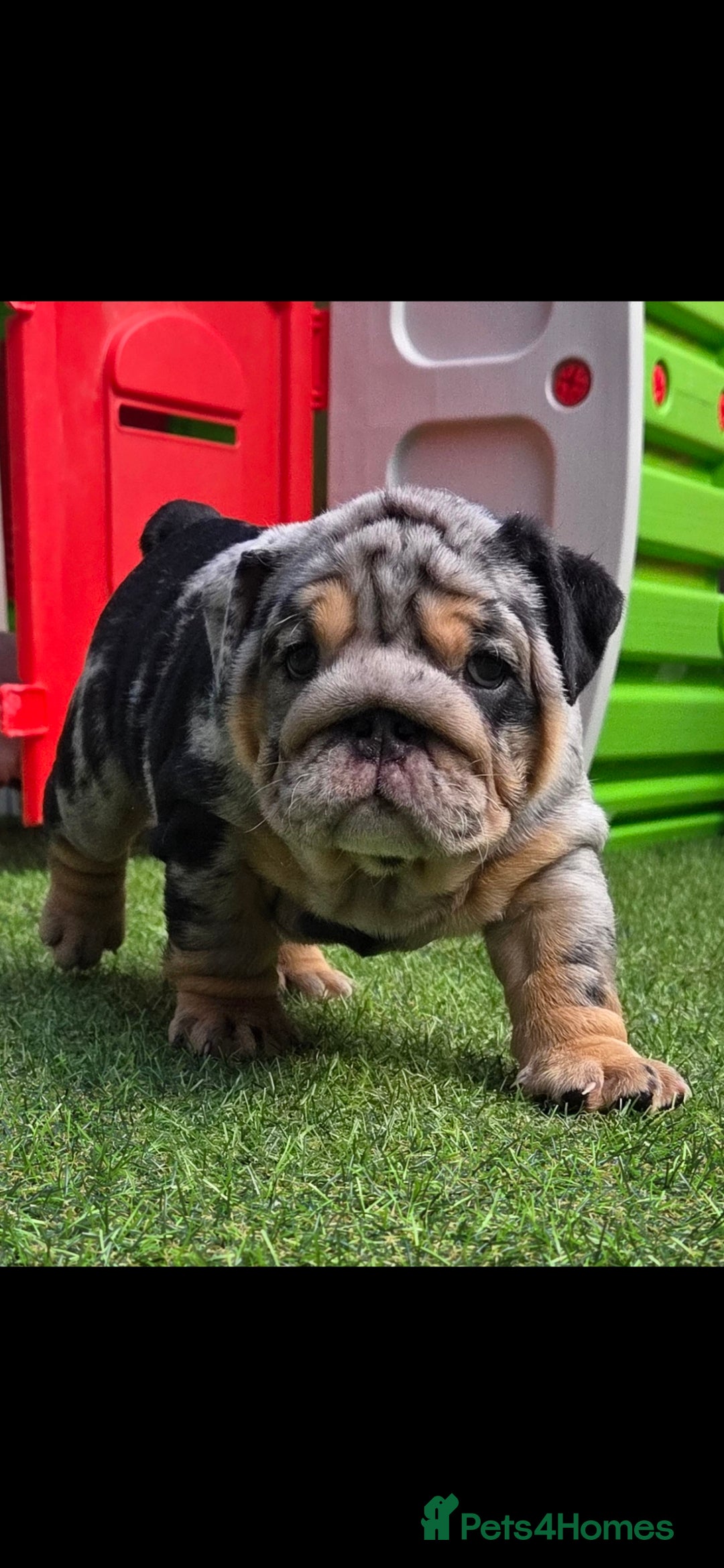 English Bulldog dogs for sale: Exceptional English Bulldog Puppies - Image 4