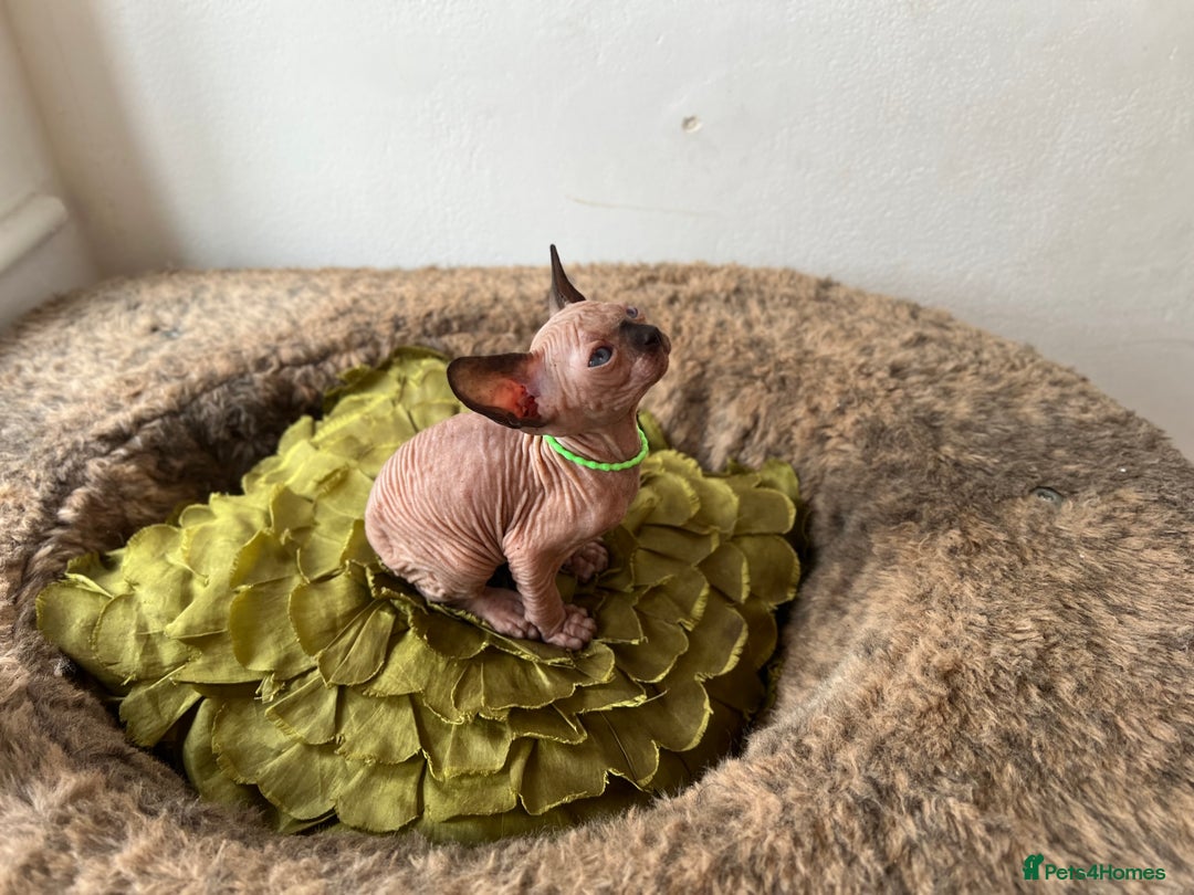 Sphynx cats for sale: Exquisite Sphynx Kittens - Image 21