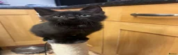 Mixed Breed cats for sale: Male kitten - Advert 15