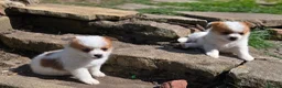 Mixed Breed dogs for sale: Beautiful last little girl - Advert 3