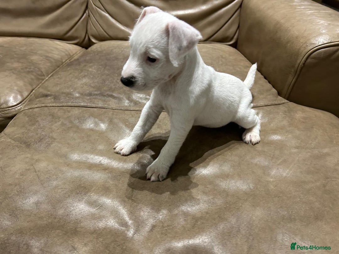 Jack Russell dogs for sale: Jack Russell Parson Type Dig Puppies for Sale - Advert 6