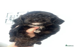 Cockapoo dogs for sale: Health tested cockapoo puppies for sale - Image 14