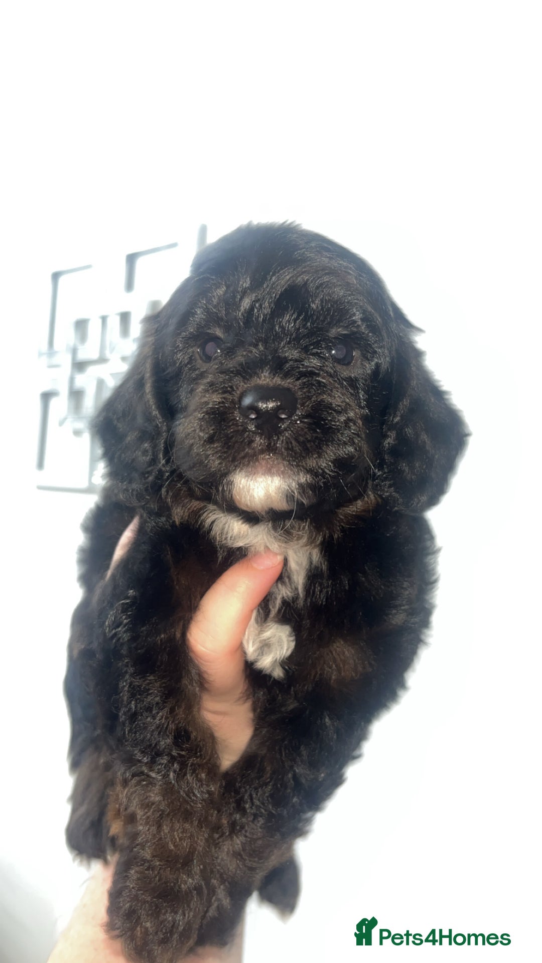 Cockapoo dogs for sale: Health tested cockapoo puppies for sale - Image 14