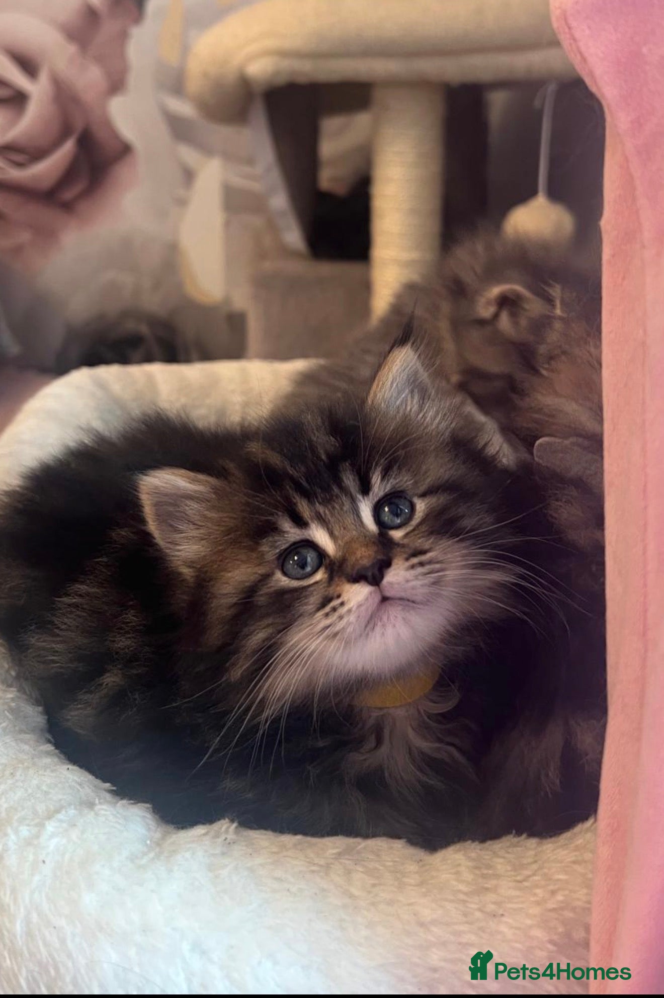 Maine Coon cats full breed Maine coon kittens reduced to £795 - Advert 16