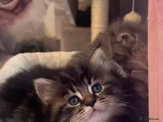 Maine Coon cats full breed Maine coon kittens reduced to £795 - Advert 16