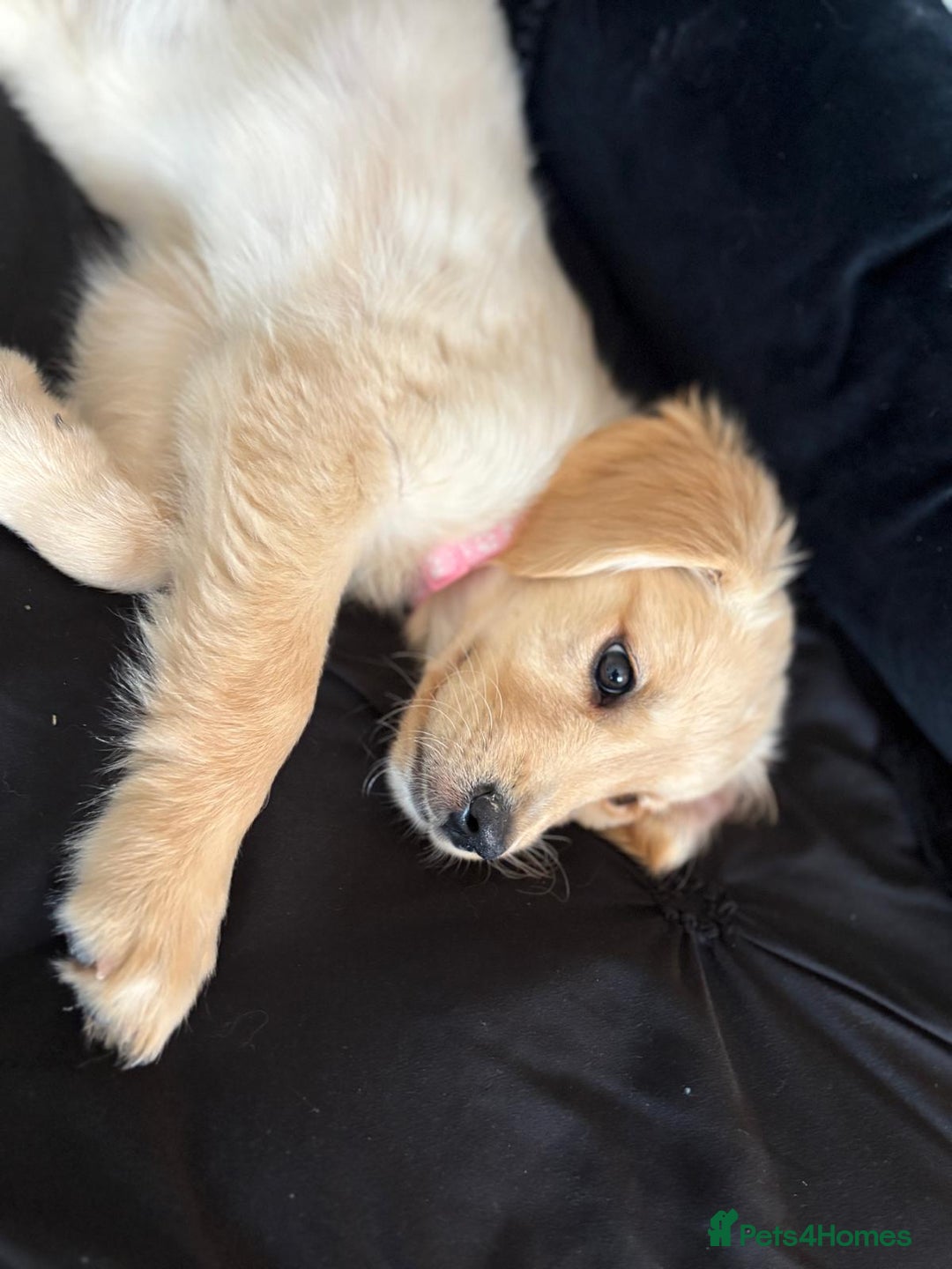 Golden Retriever dogs for sale: Golden retrievers - Image 6