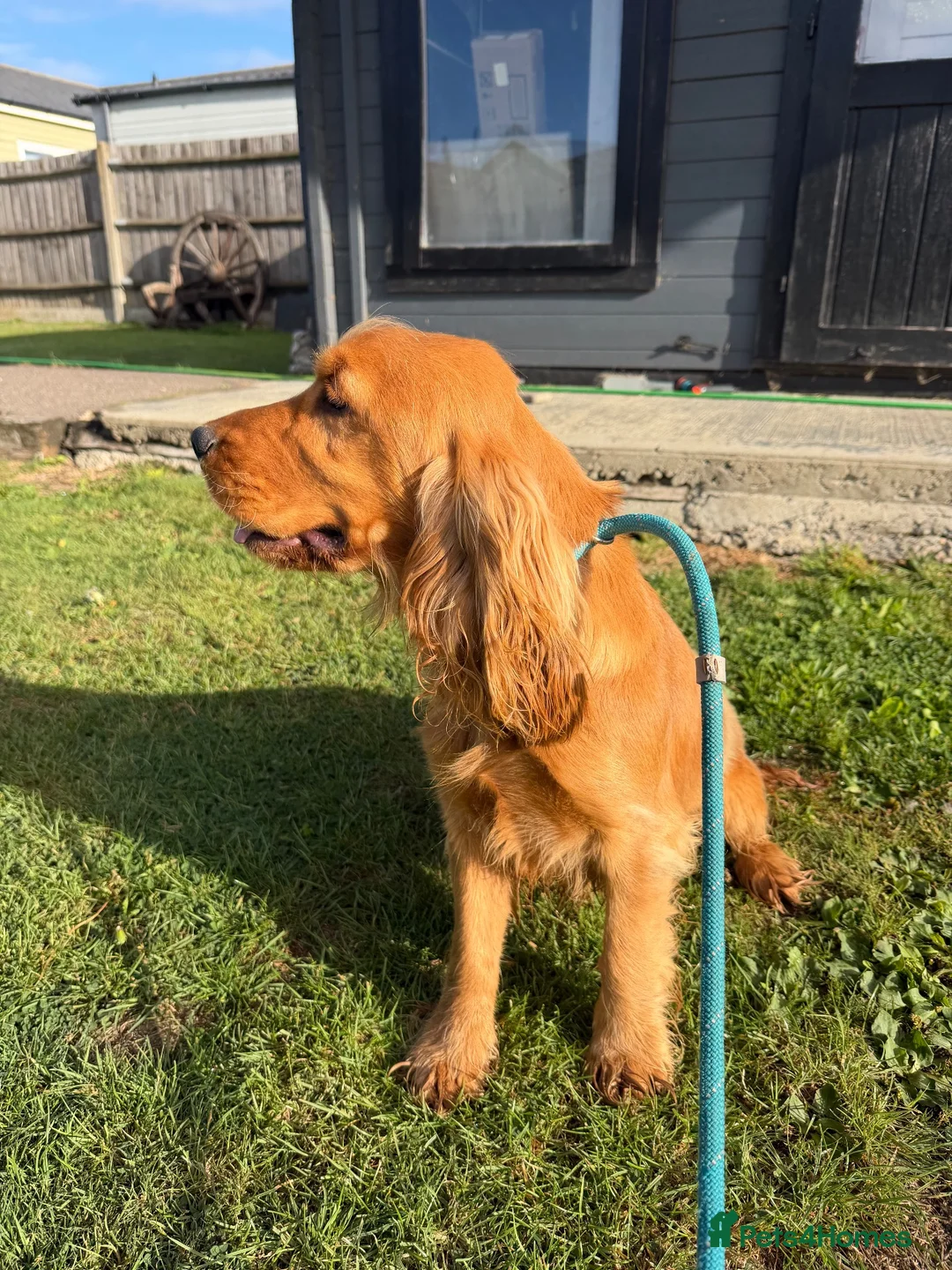 Cocker Spaniel dogs for sale: Kc registered boy  - Advert 2