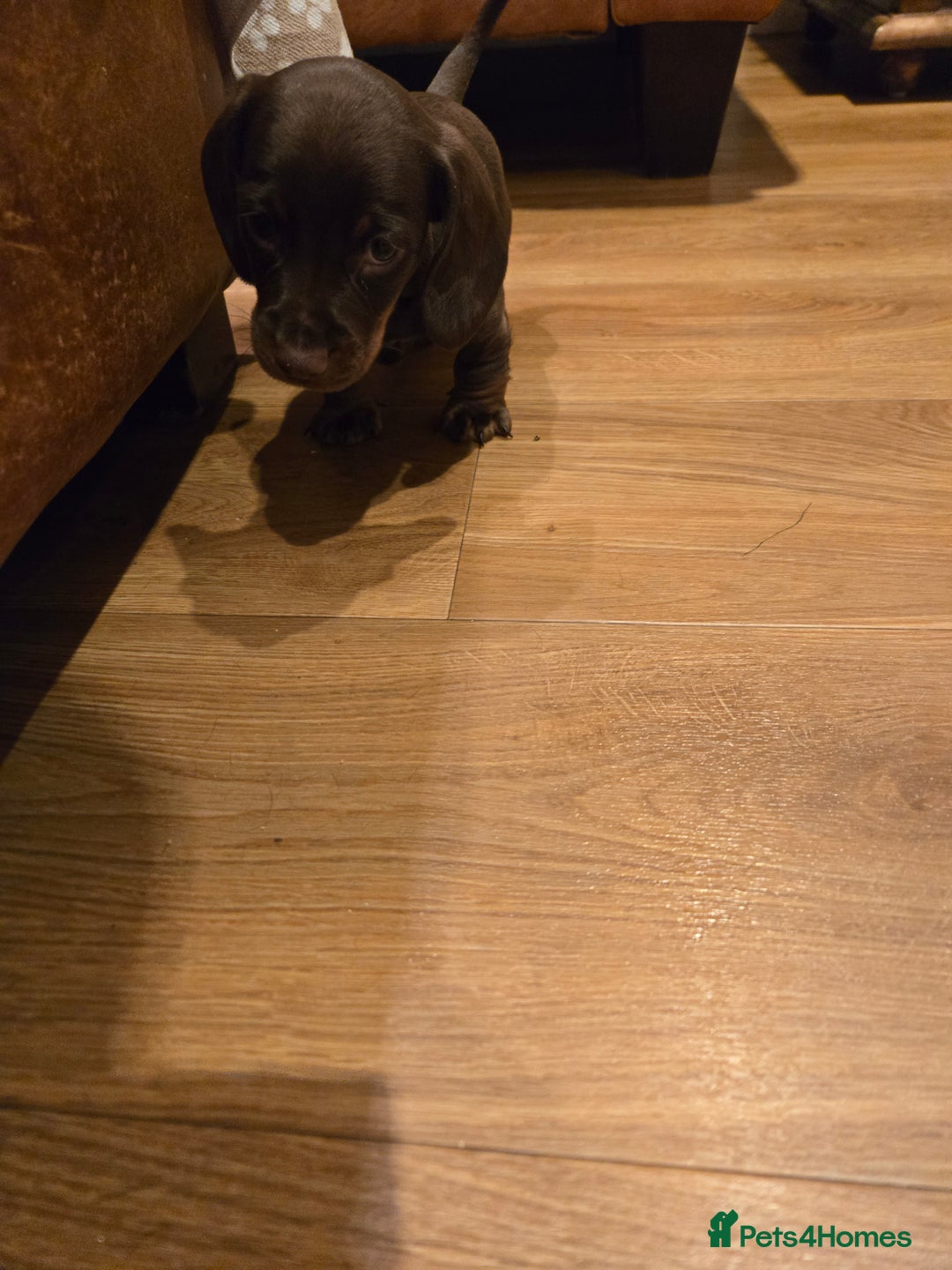 Dachshund dogs for sale: Forever homes required - Advert 6