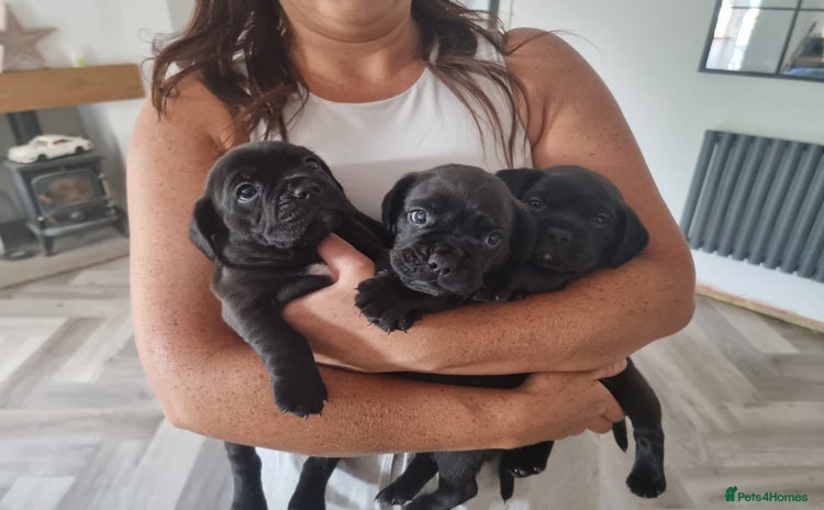 Mixed Breed dogs - Advert 1