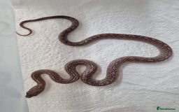 Corn Snake reptiles for sale: Hatchling corn snakes - Advert 6
