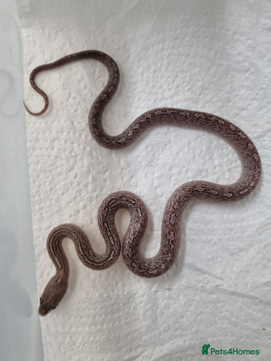 Corn Snake reptiles for sale: Hatchling corn snakes - Advert 6