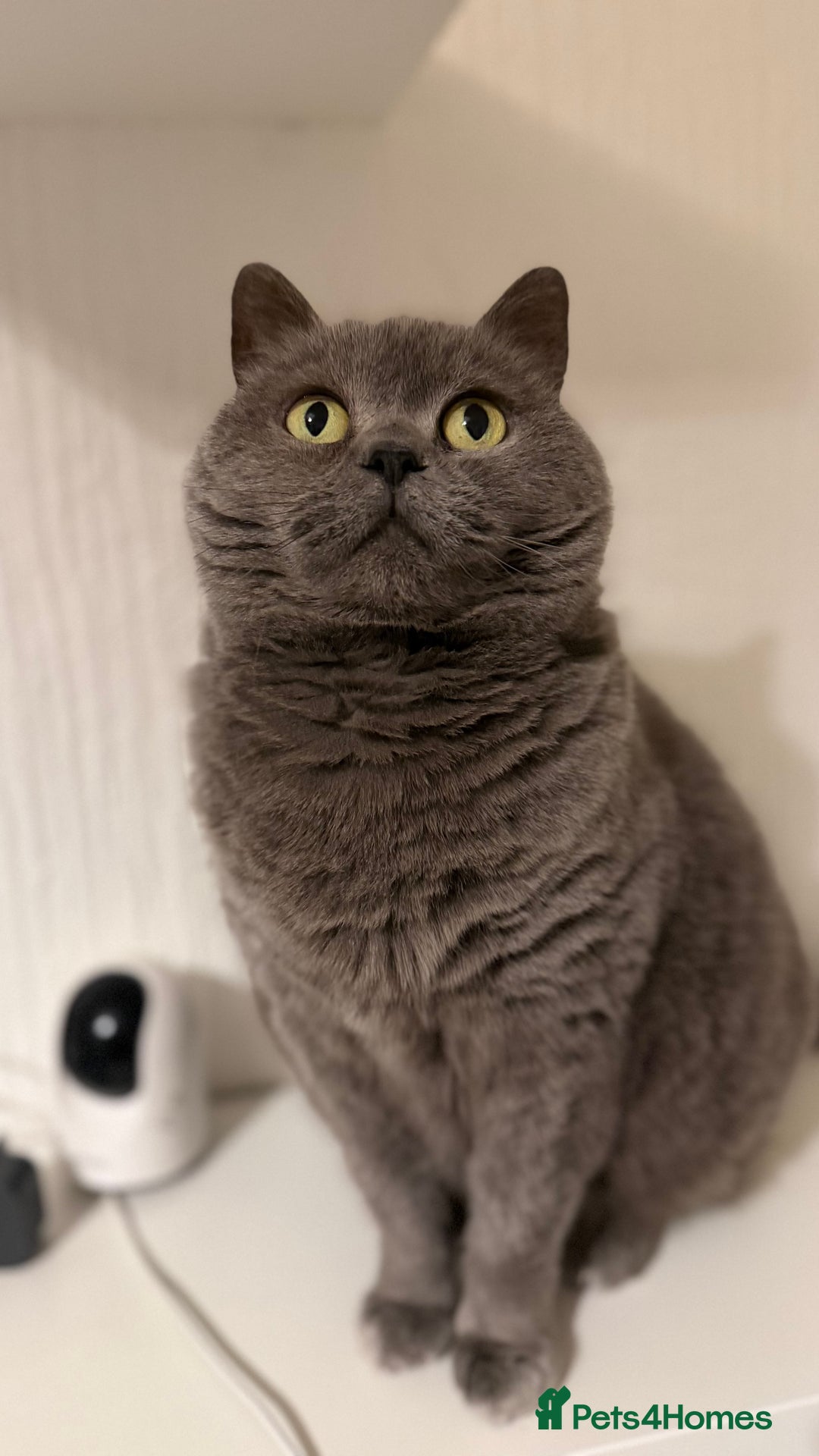 Mixed Breed cats for sale: Britishshort hair cross  - Advert 8