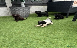 Cavapoo dogs for sale: Ready now Cavapoo puppies for sale  - Image 2
