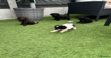Cavapoo dogs - Advert 3