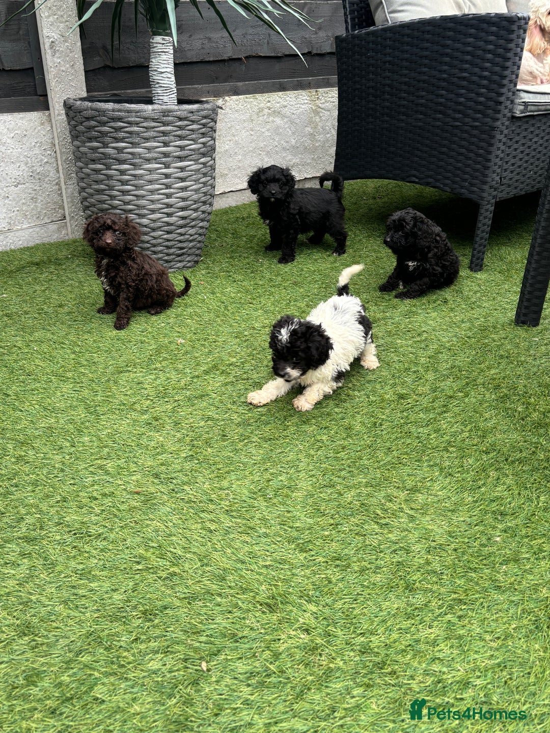 Cavapoo dogs for sale: Ready now Cavapoo puppies for sale  - Image 2