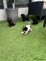 Cavapoo dogs - Advert 13