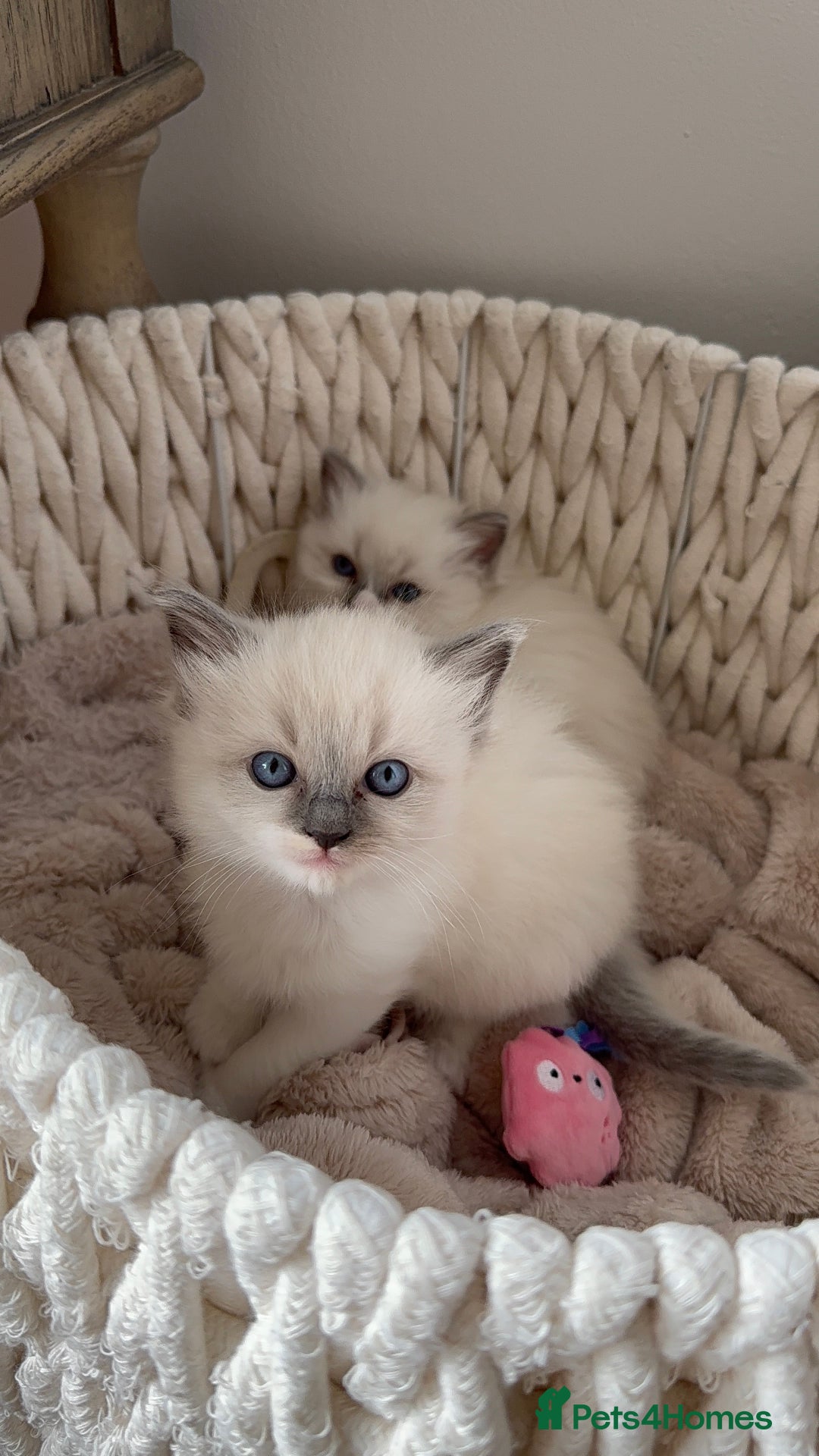Ragdoll cats for sale: 🎀 Purebred European Ragdoll kittens 🎀  - Image 9