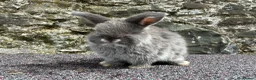 Mini Lop rabbits for sale: Blue fox boy for sale  - Advert 4