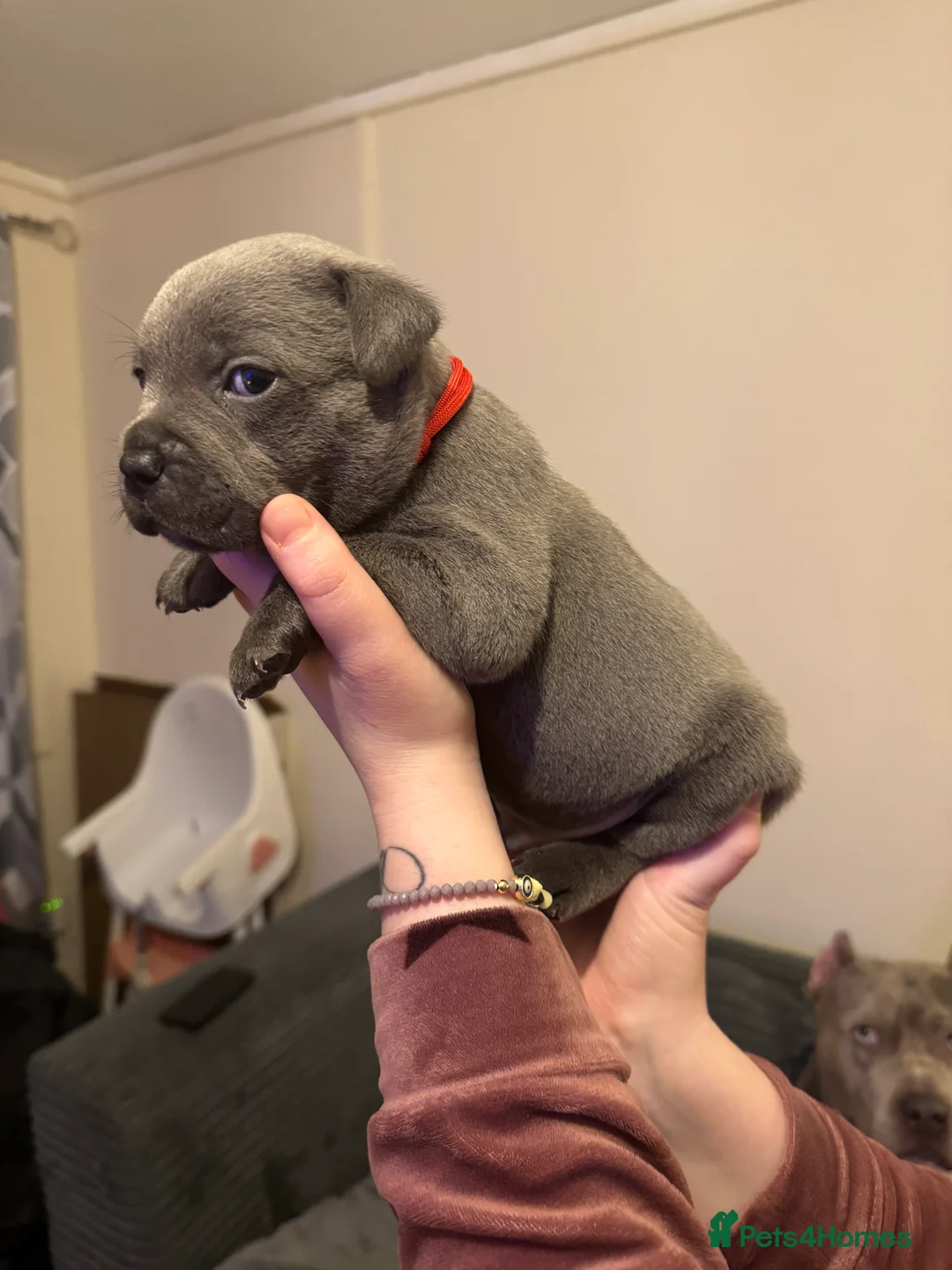 Staffordshire Bull Terrier dogs for sale: Blue Staffordshire bull terrier pups - Advert 8
