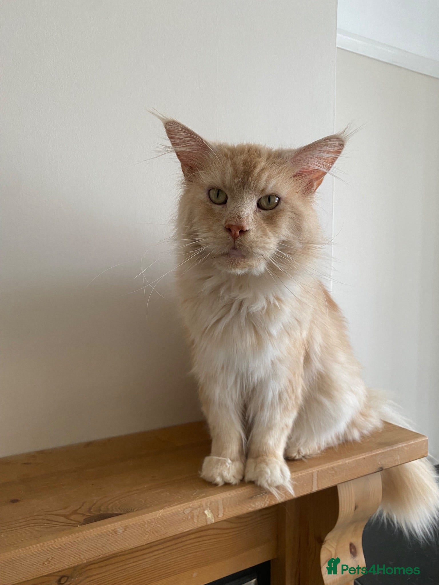 Maine Coon cats 💙 TICA ®️ Proven -  Red Smoke/ White Maine Coon  - Advert 1