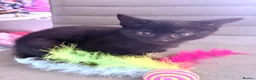 Mixed Breed cats for sale: Stunning BSH cross, Ready Now in Doncaster - Advert 8