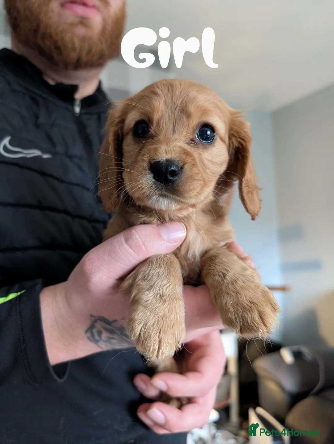 Cockalier dogs for sale: Cockalier Puppys - Advert 5