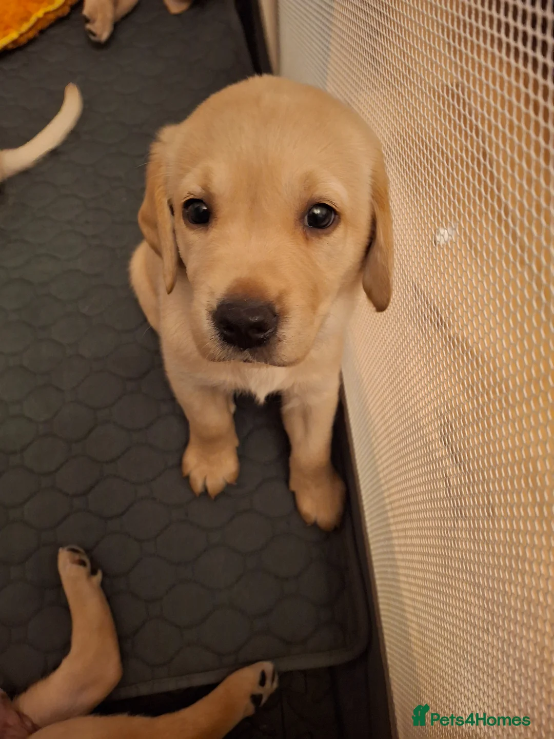 Labrador Retriever dogs for sale: Golden labrador retriever  - Advert 2
