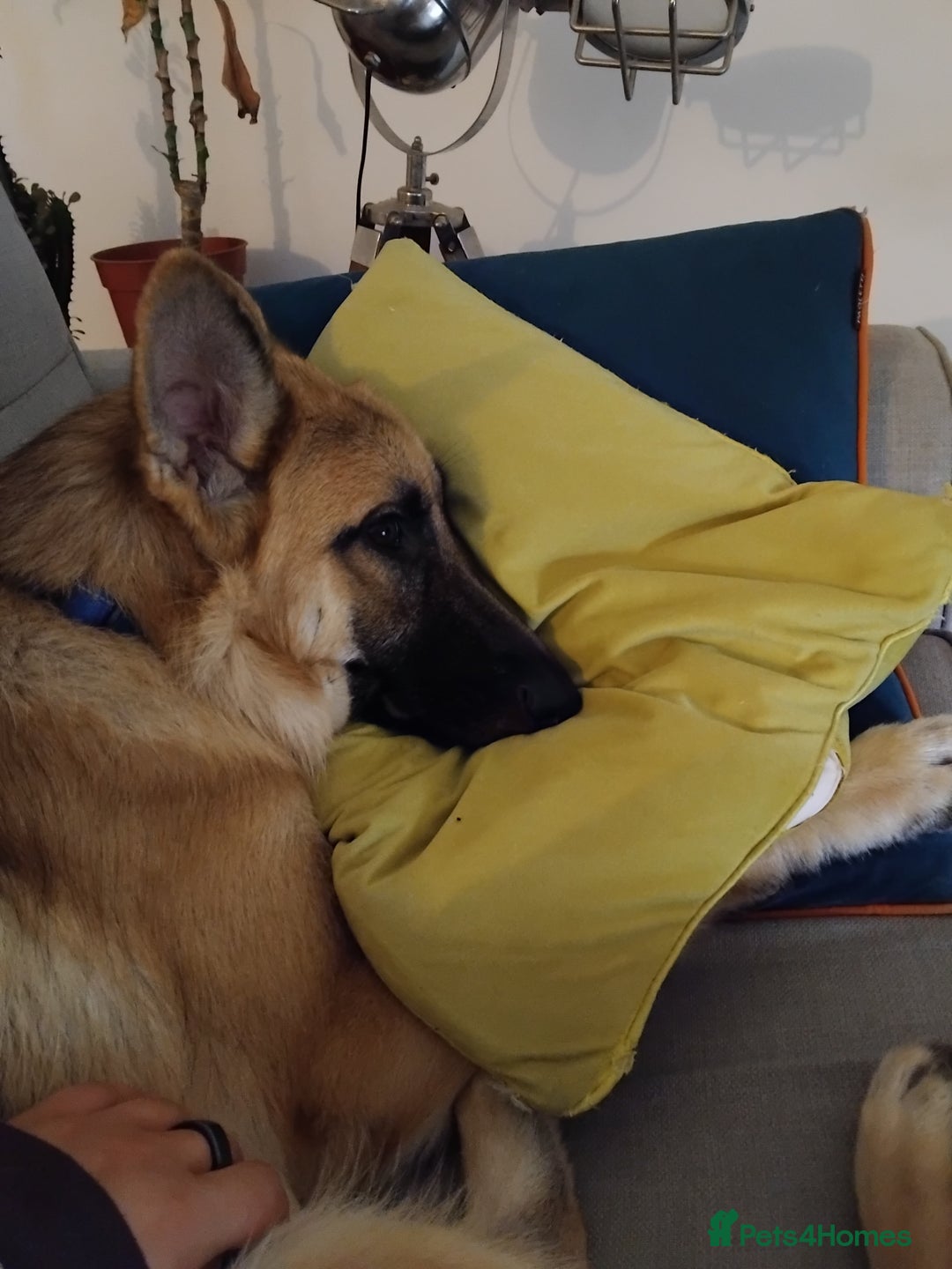 German Shepherd dogs for stud: Ragnar the German Shepherd stud - Advert 15