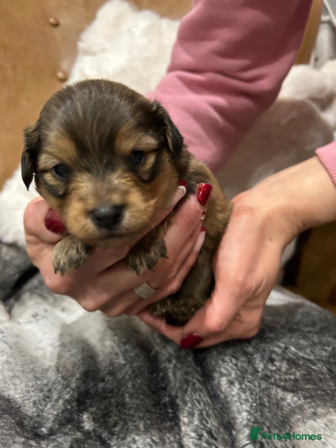 Mixed Breed dogs for sale: Miniature Dauchshund/ Pomeranian puppies for sale - Advert 27