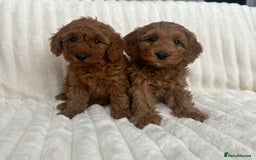 Cockapoo dogs for sale: HEALTH TESTED COCKAPOOS - Image 8