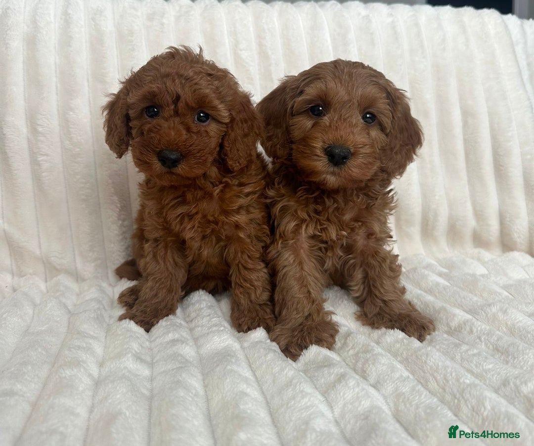 Cockapoo dogs for sale: HEALTH TESTED COCKAPOOS - Image 8