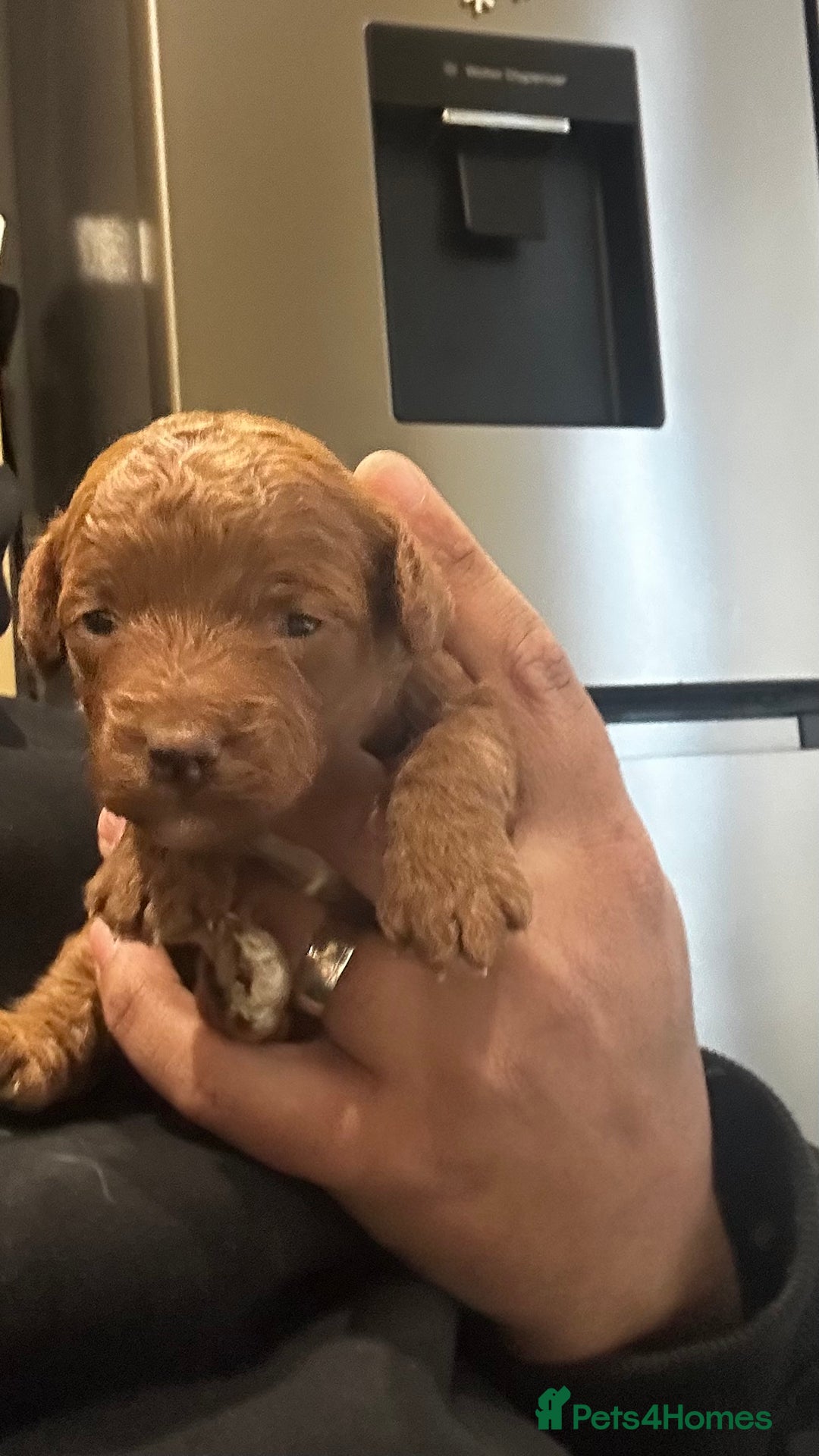 Cockapoo dogs for sale: F1b cockapoo girls for sale.  - Advert 11