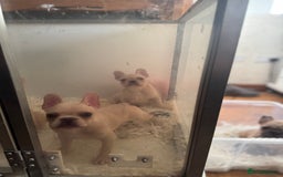 French Bulldog dogs for sale: French Bulldogs Ready For Their Furever Sofa - Image 4