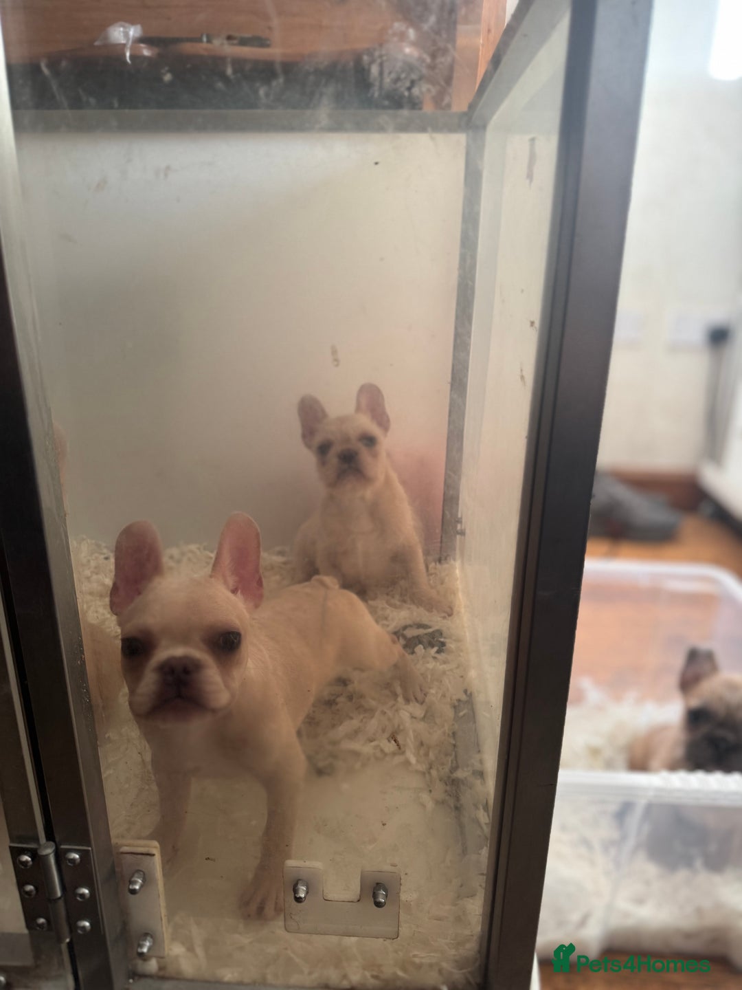 French Bulldog dogs for sale: French Bulldogs Ready For Their Furever Sofa - Image 4