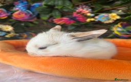 Mini Lop rabbits for sale: Pure Breed Mini lops  - Image 5