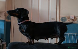 Dachshund dogs for sale: Daphne - Image 2