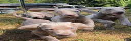 Weimaraner dogs for sale: Handsome male KC Registered Weimaraner pups  - Advert 3