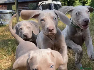 Weimaraner dogs Exceptional KC Registered Weimaraner Puppies - Advert 6