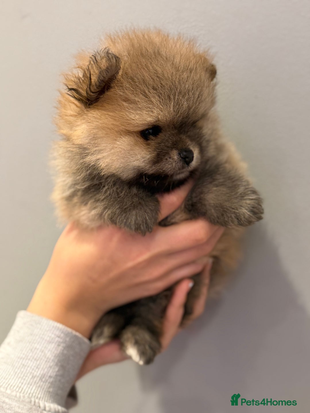 Pomeranian dogs for sale: Pomeranian puppies for sale .  - Advert 14