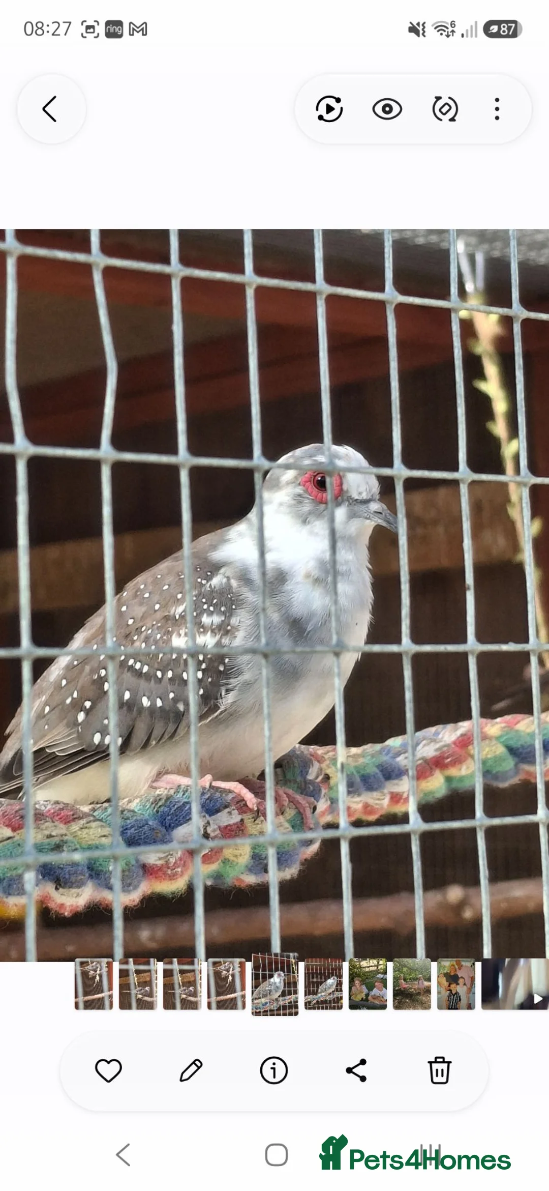 Doves birds for sale: Two baby Pied Doves. - Advert 2