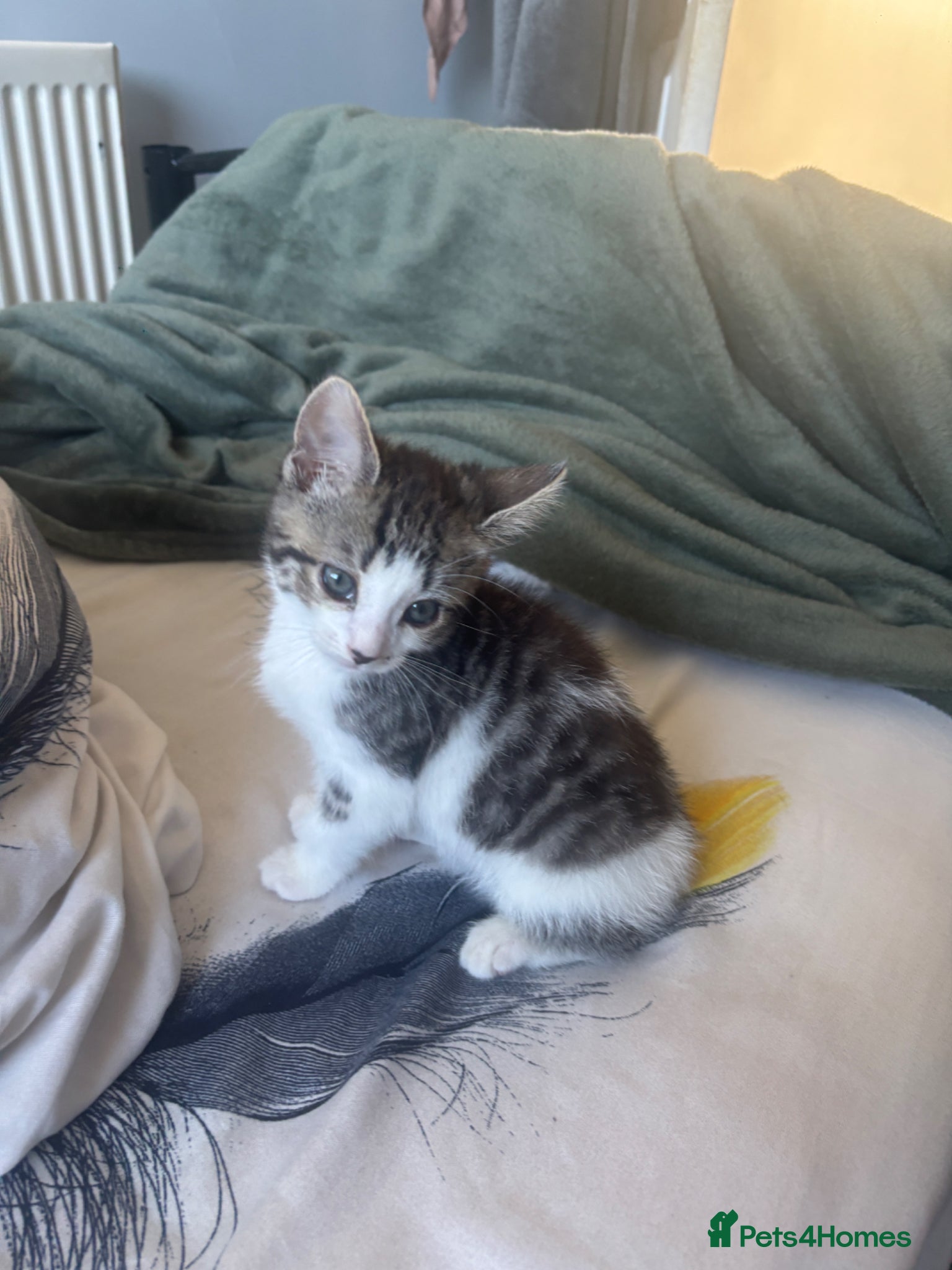 Mixed Breed cats Male kitten for sale  - Advert 1