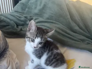 Mixed Breed cats Male kitten for sale - Advert 1