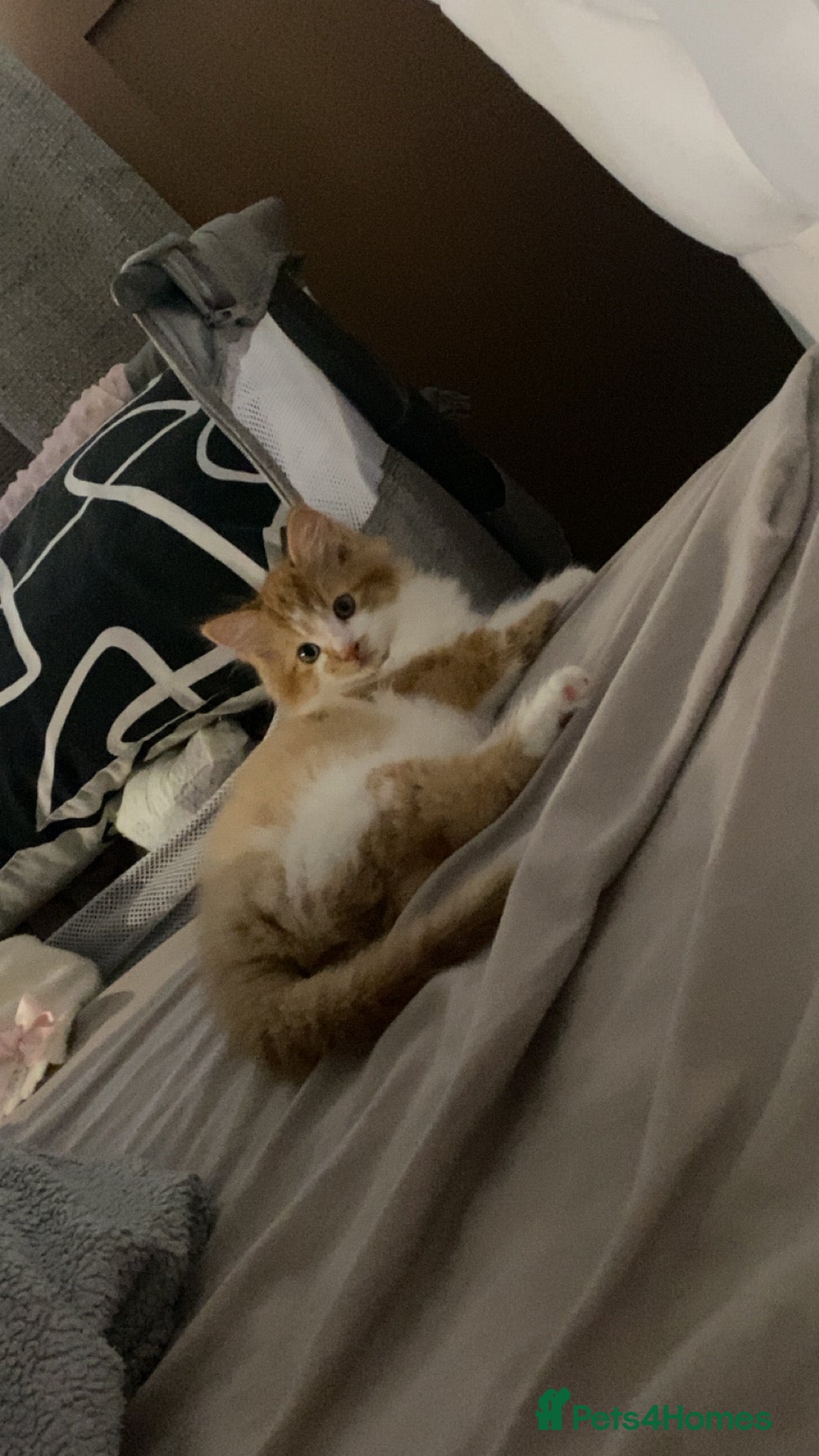 British Longhair cats He has now gone  - Advert 11