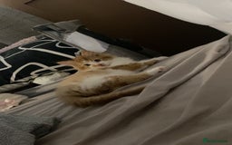 British Longhair cats for sale: 9 week old kitten  - Advert 1