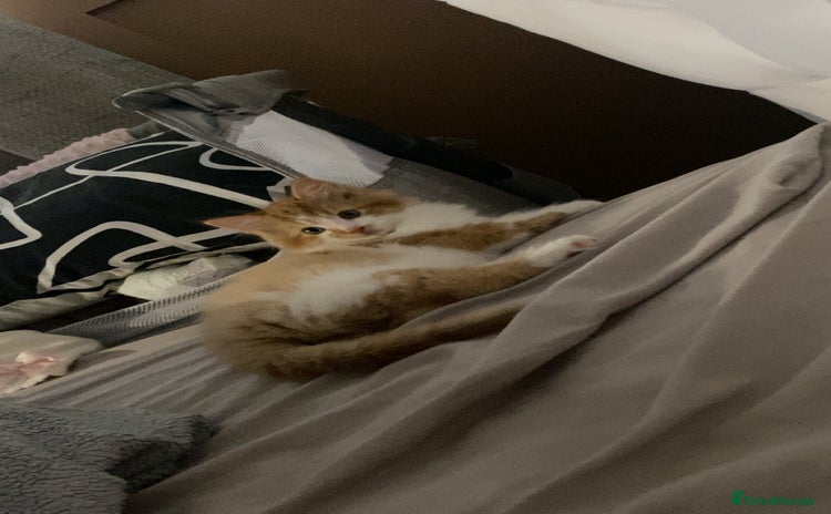 British Longhair cats 9 week old kitten  - Advert 7