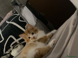 British Longhair cats for sale: 9 week old kitten - Advert 1