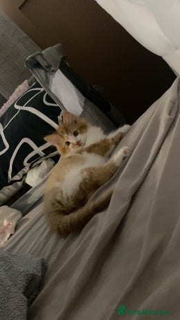 British Longhair cats 9 week old kitten - Advert 1