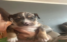 Mixed Breed dogs for sale: Pocket bully - Image 3