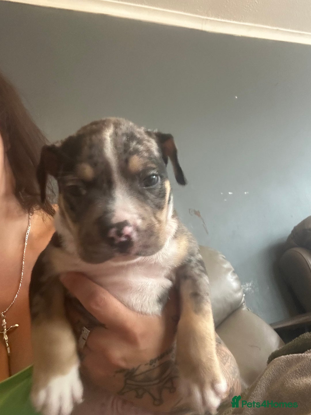Mixed Breed dogs for sale: Pocket bully - Image 3